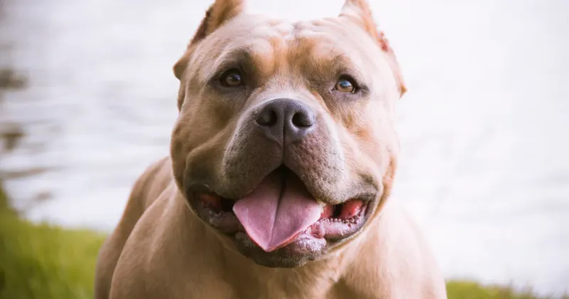 American Bullies: Muscle-Bound Cuddle Machines