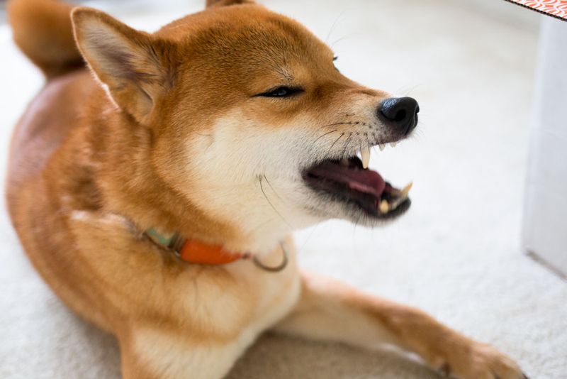 Shiba Inus