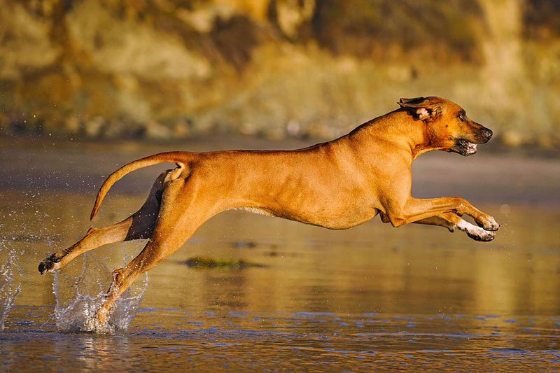 Rhodesian Ridgeback: The Heat-Tolerant Trail Companion