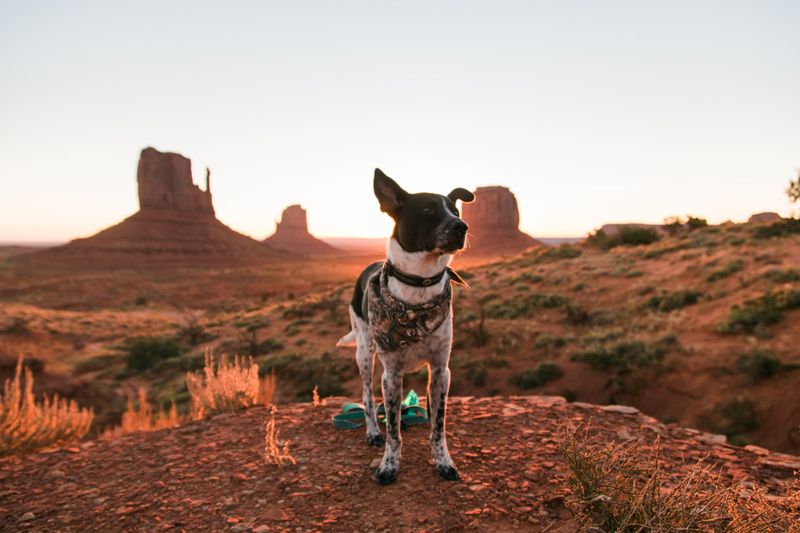 Australian Cattle Dog: Desert Trekker