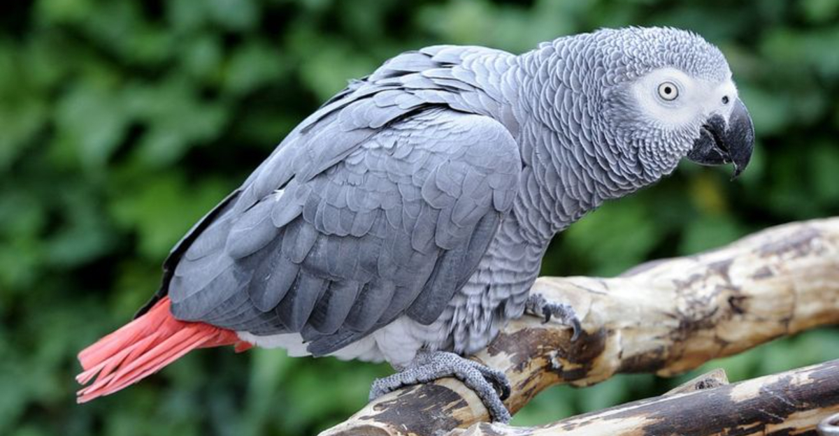 Get To Know 14 Different Types Of Pet Birds