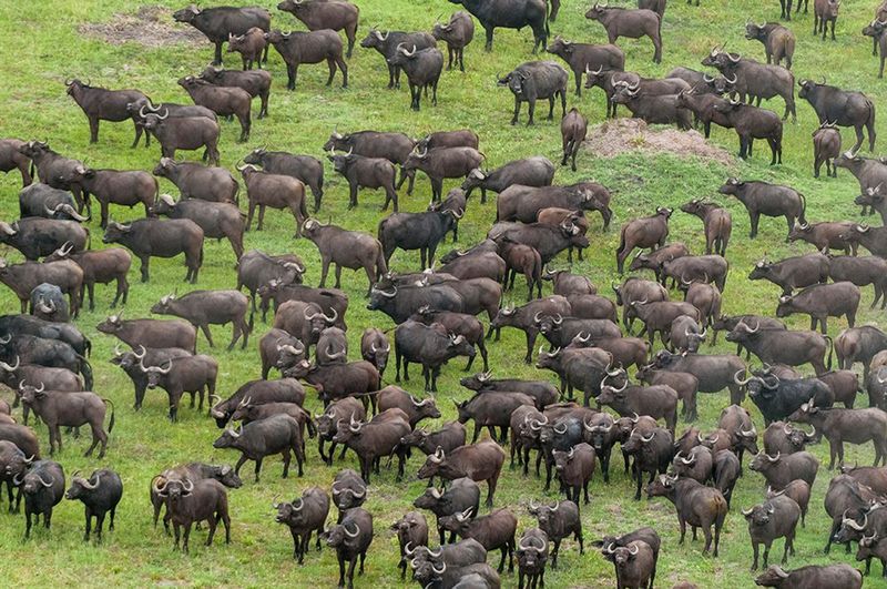Masters Of The Herd Mentality