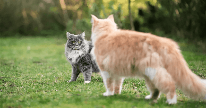 Fighting With Other Animals Creates Dangers