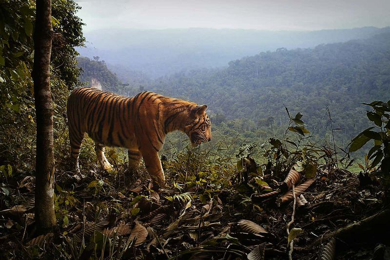 Sumatran Tiger: Last Of Indonesia's Island Cats