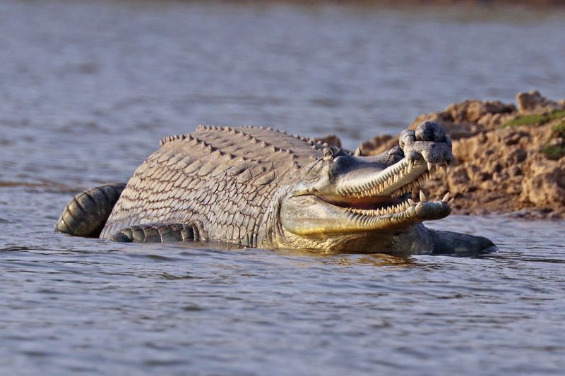 Gharials And Their River Ecosystem