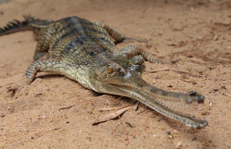 Sensory Superpowers: How Gharials Navigate Their World