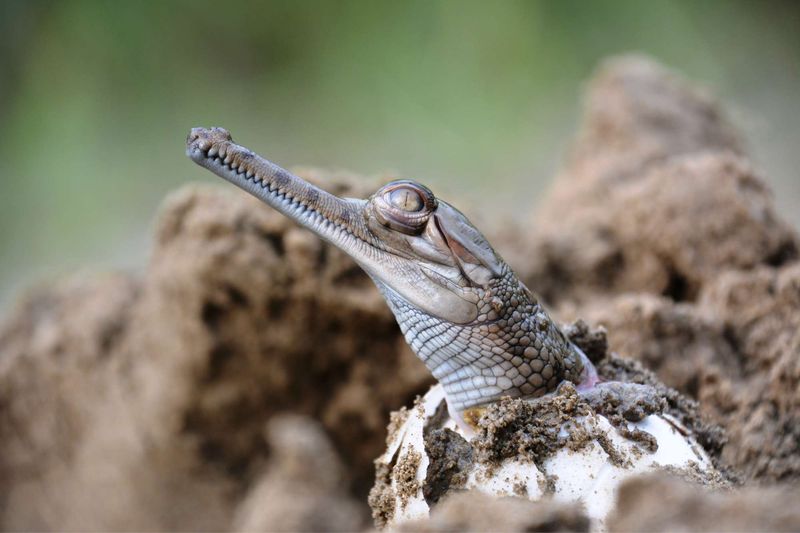 How Conservationists Save Gharials