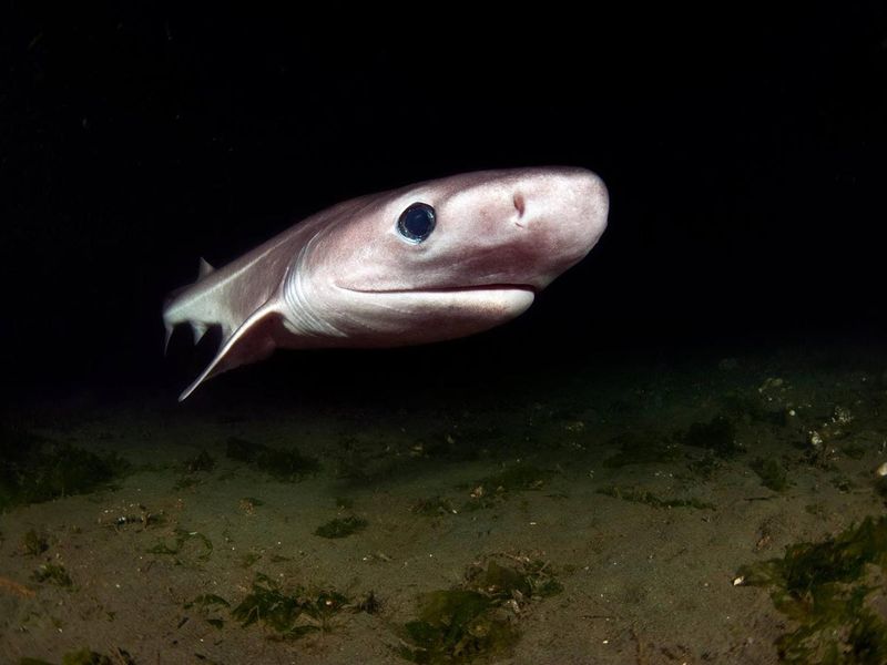 Shark Liver Oil – Beauty's Dark Secret