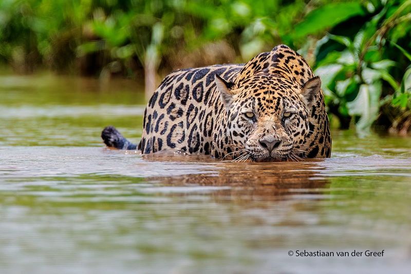 Emerald-Eyed Rainforest Phantom