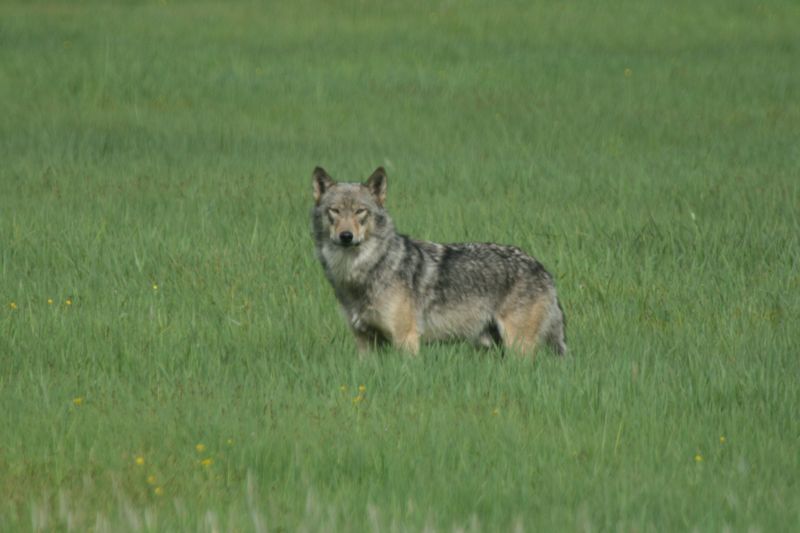 Heartland Hunter: Great Plains Wolf