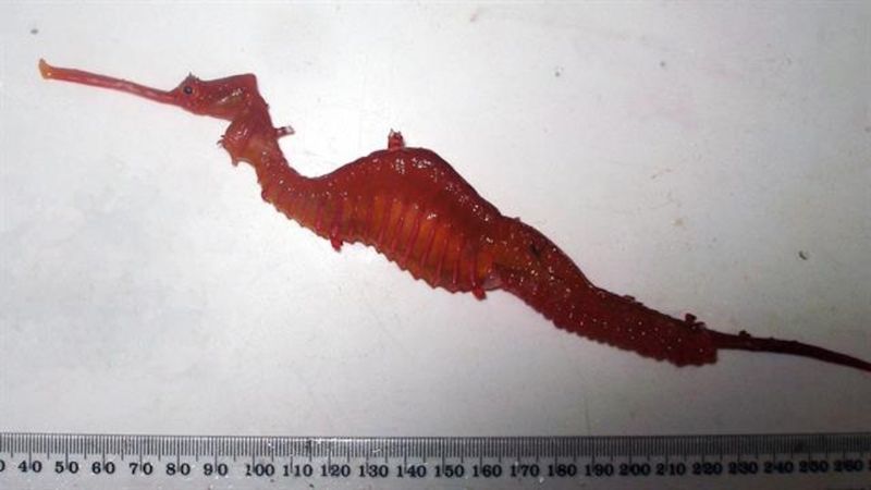 Ruby Seadragon's Crimson Mystery
