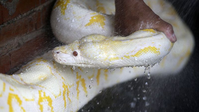 Albino Power Coils