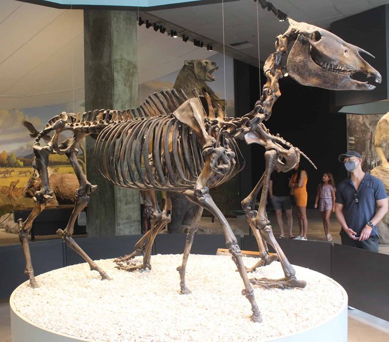 Horse Ancestors Galloped Through Mountain Passes