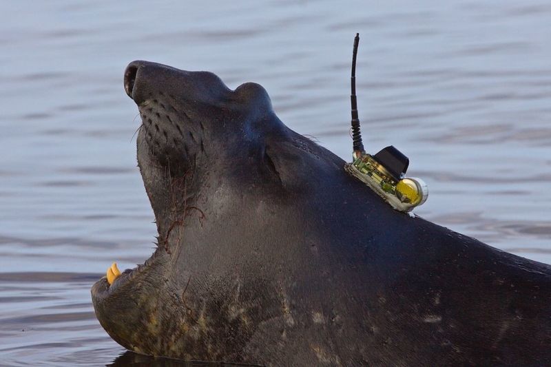 Elephant Seals: Deep-Sea Researchers