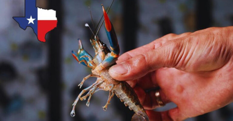 Giant Crayfish Invades Texas Waters, Posing A Threat To Local Wildlife