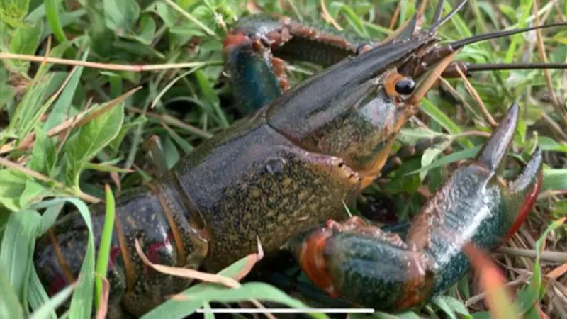 Monster-Sized Invaders Shock Fishermen