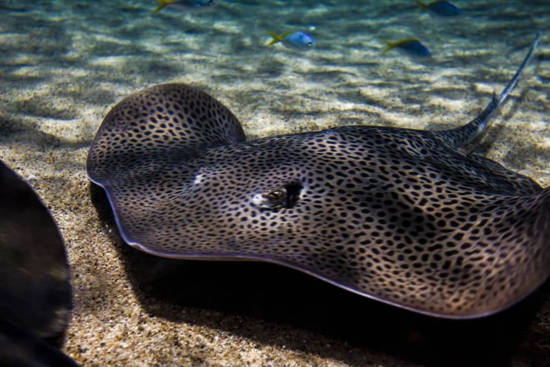 Freshwater Stingrays