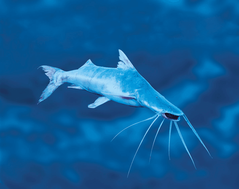 Piraíba Catfish: Amazon's White Giant