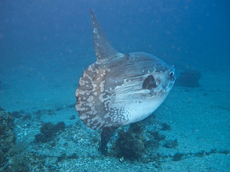 Sharptail Mola - The Ocean's Forgotten Giant