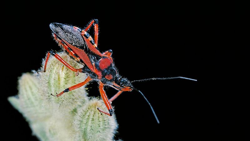 Assassin Bug
