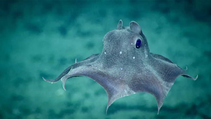 Dumbo Octopus: The Adorable Ear-Flapping Explorer