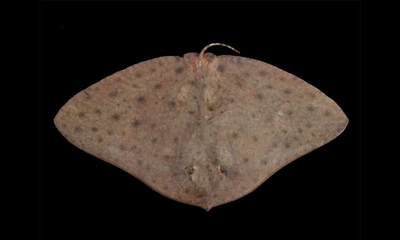 Spiny Butterfly Ray's Thorny Attitude