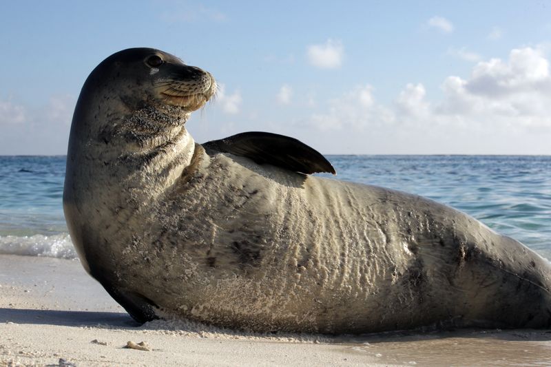 Caribbean Monk Seal: Lost Guardian Of Coral Reefs