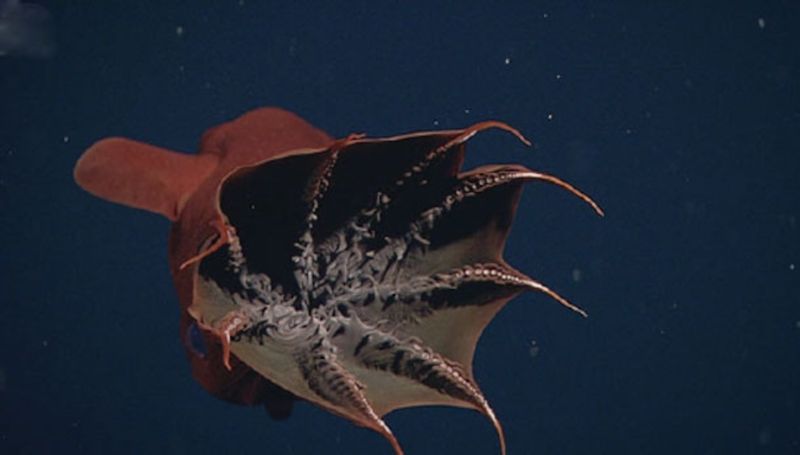 The Vampire Squid