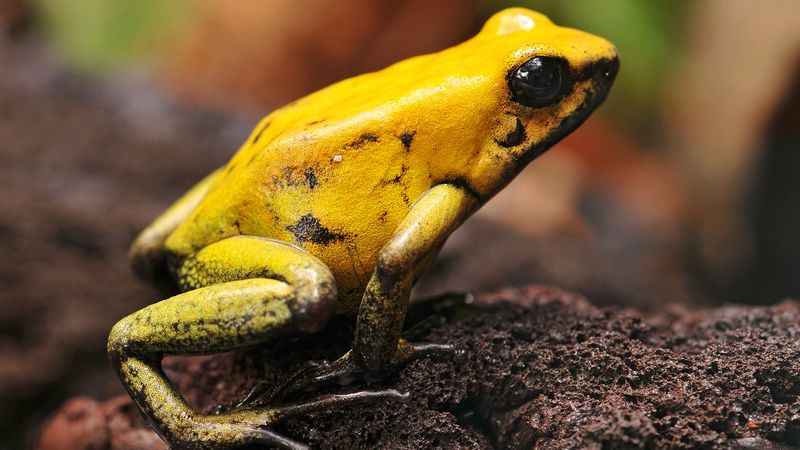 Poison Dart Frog – Tiny Toxic Jewels