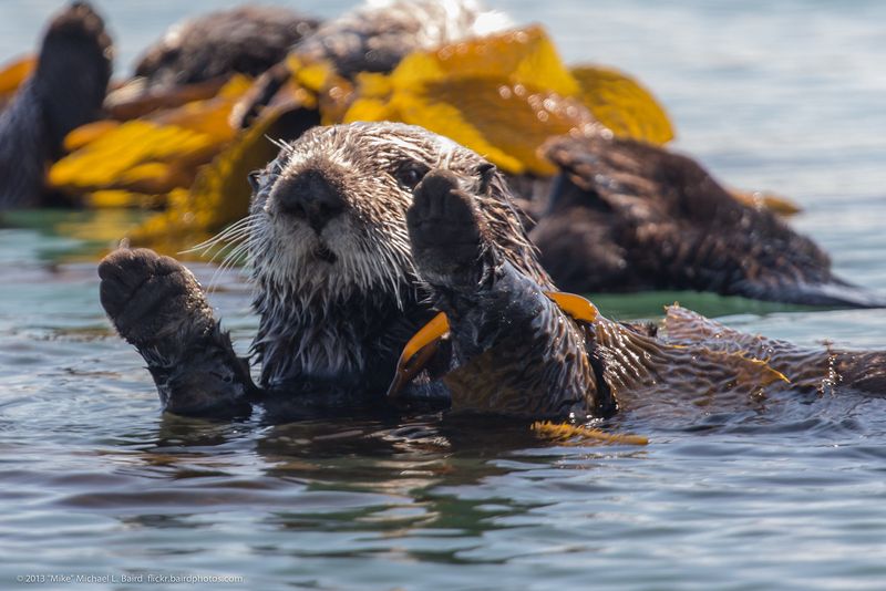 Sea Otter