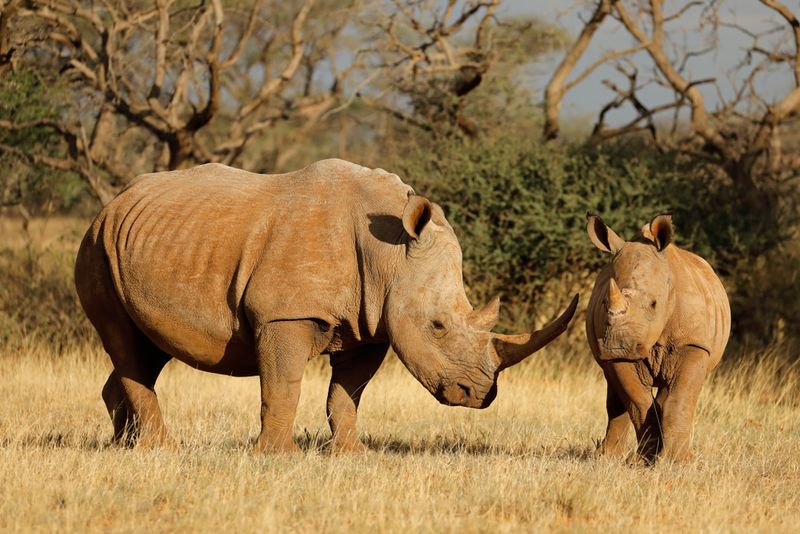 Southern White Rhino's Population Miracle