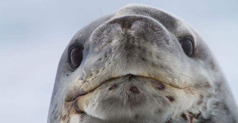 Leopard Seal