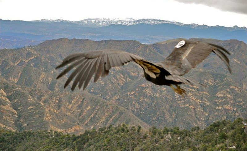 California Condors Soar Again