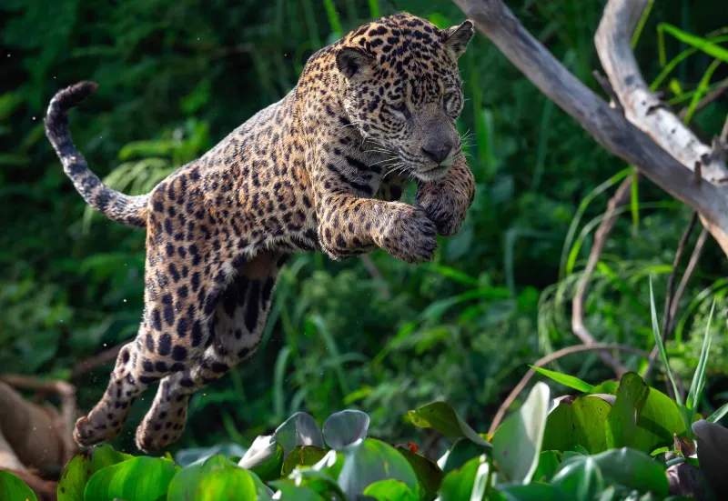 Jaguar – The Rainforest's Perfect Predator