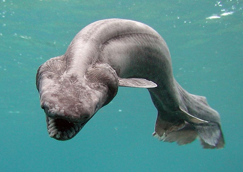 Frilled Shark: Ancient Ocean Serpent