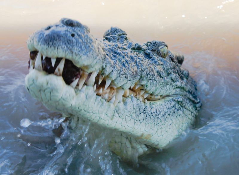 Saltwater Crocodiles: Ambush Masters
