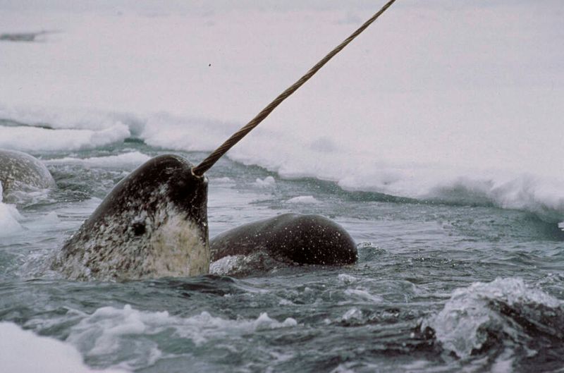 Narwhals: Unicorns Of The Sea