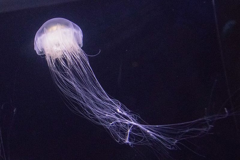 Colossal Jellyfish