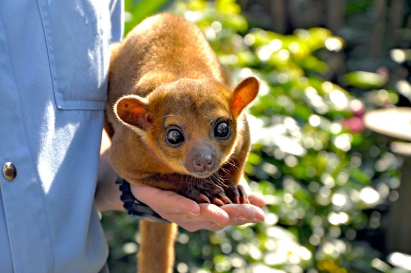 Kinkajous