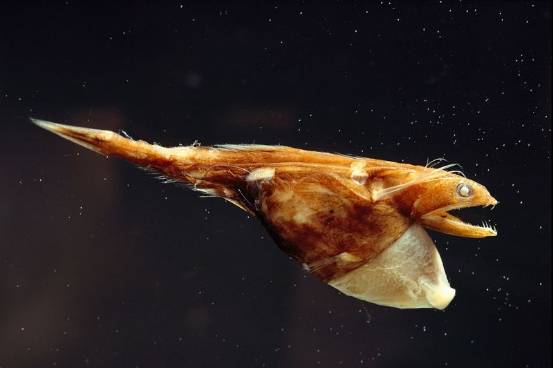 Bigger Bodies Help Capture More Food