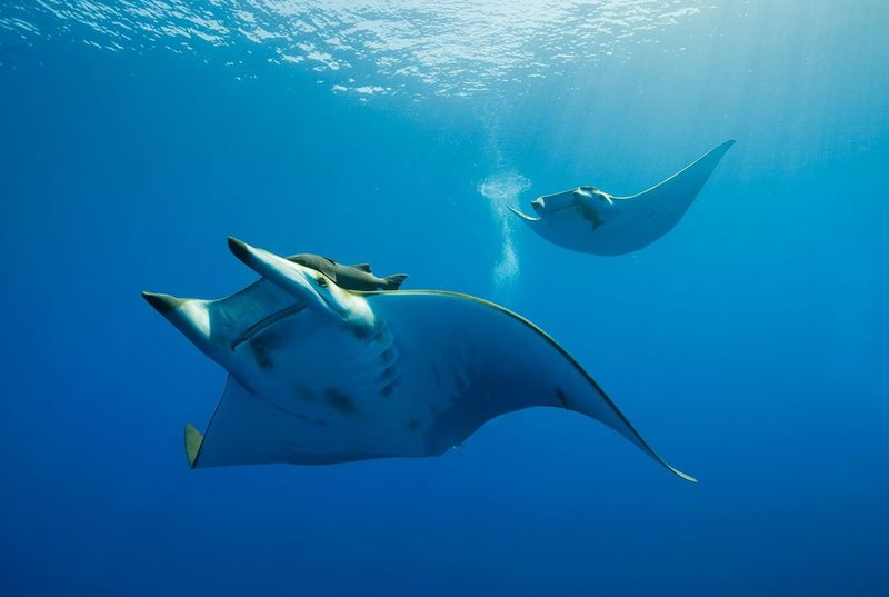 Adaptive Evolution For Long-Distance Travel
