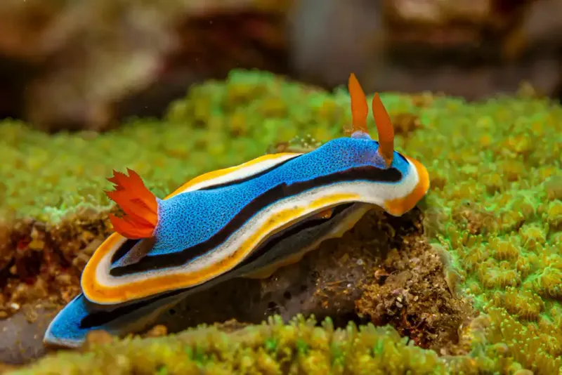 Nudibranch: Ocean's Toxic Fashion Models