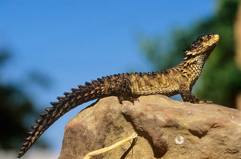 Sungazer Lizard: The Dragon Of Africa