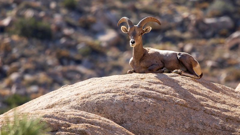 Majestic Bighorn Sheep – Mountain Acrobats