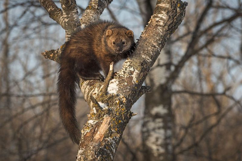 Fishers Bound Through Northern Forests