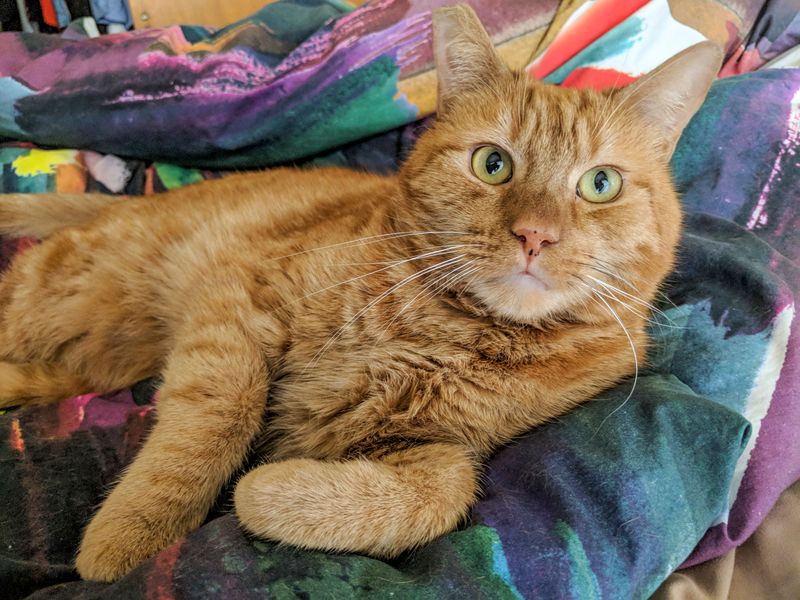 Most Ginger Cats Are Male