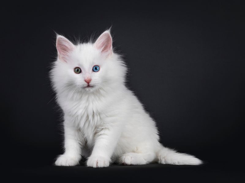 Regal White Beauties