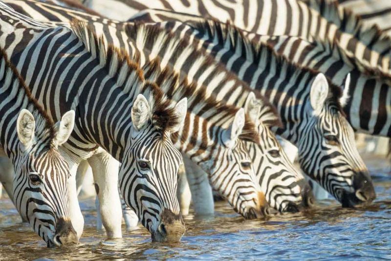 Zebra