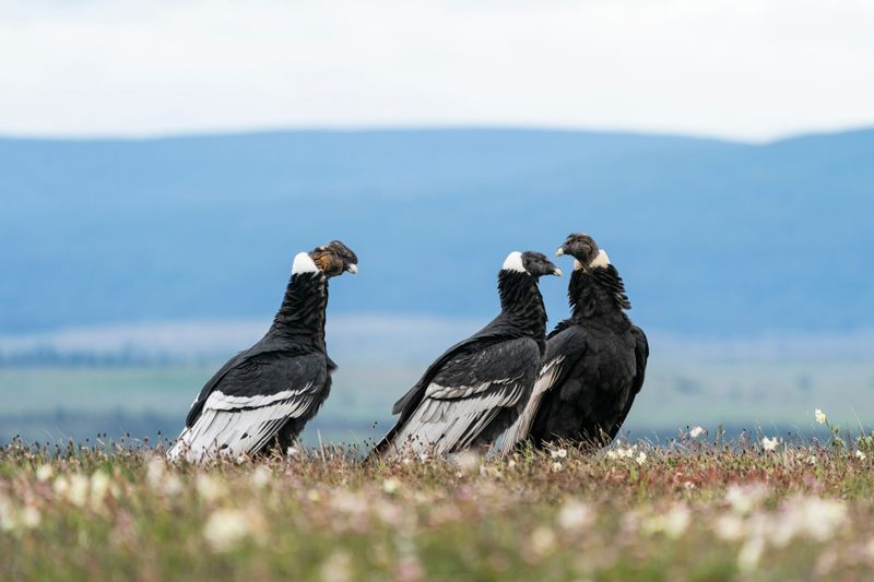 New World Vulture