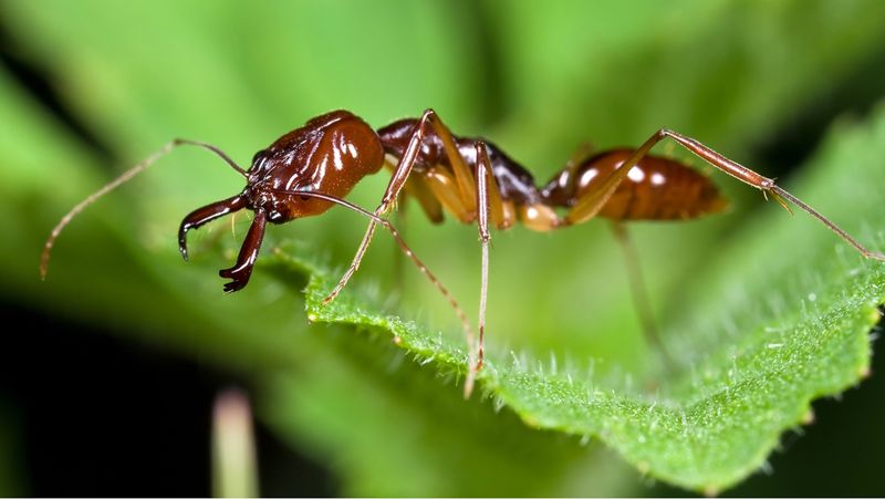 Trap-Jaw Ant